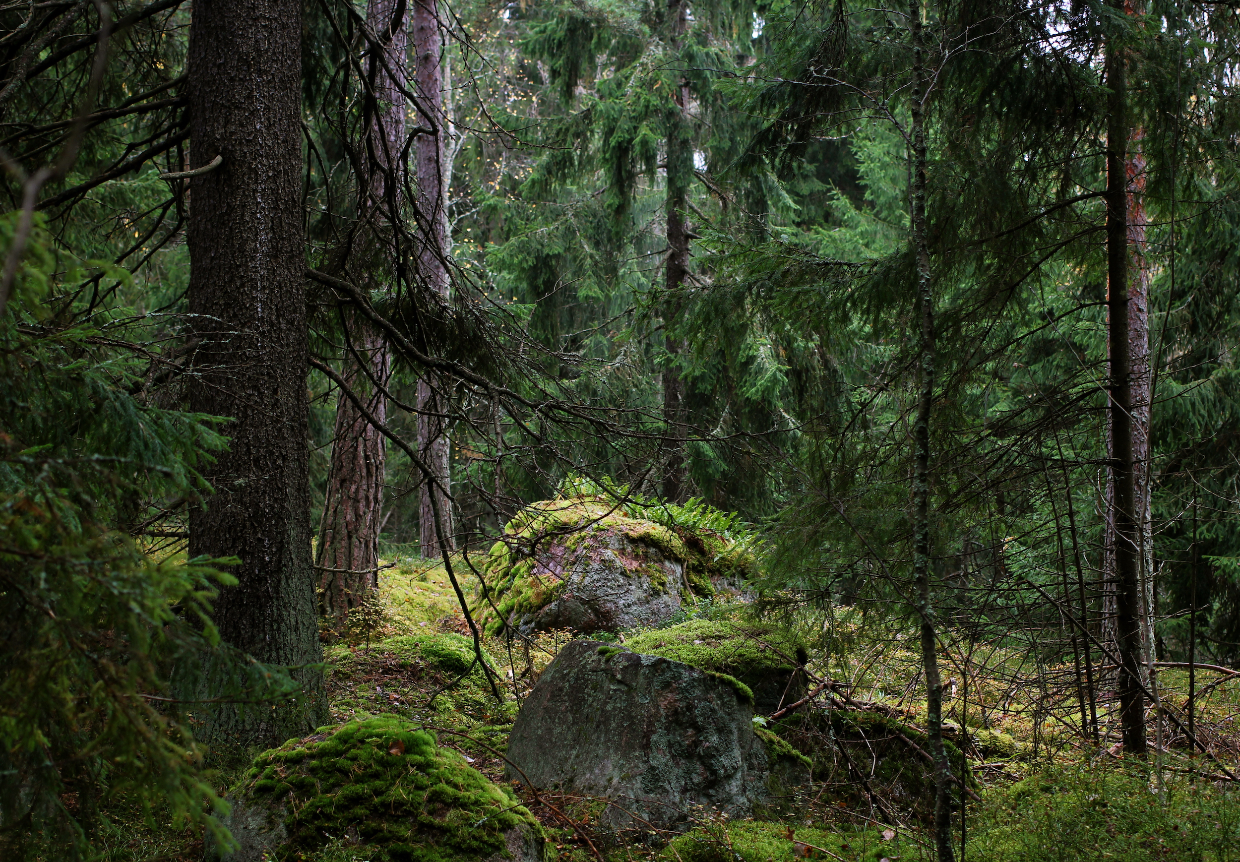 vanhaa metsää